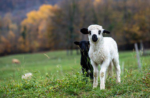 属羊的几月出生最好？不同月份出生的属羊人命运如何？